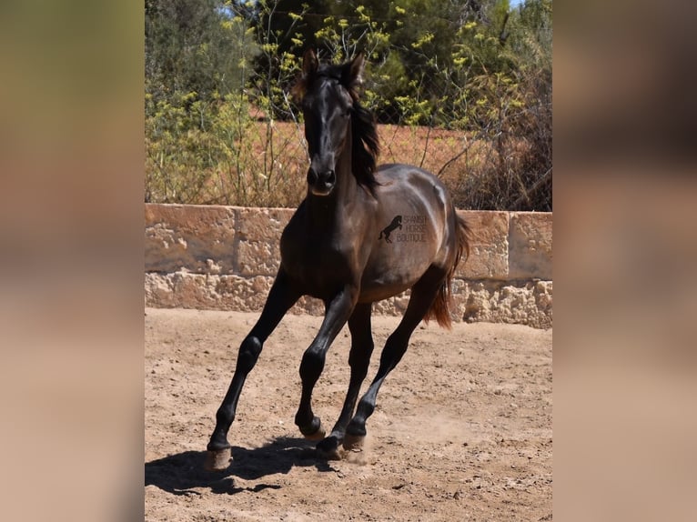 Andalusian Stallion 1 year 15,2 hh Black in Mallorca