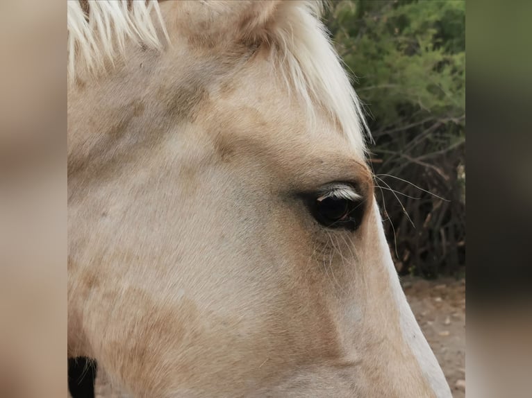 Andalusian Stallion 1 year 15,2 hh Cremello in Adra Almería