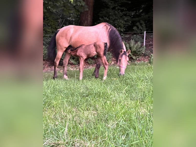 Andalusian Stallion 1 year 15,2 hh Dun in Aachen