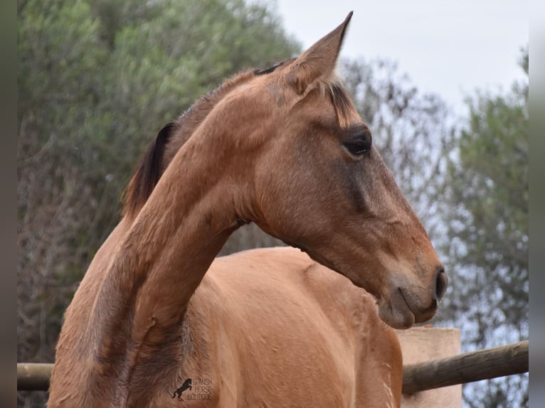 Andalusian Stallion 1 year 15,2 hh Gray in Mallorca