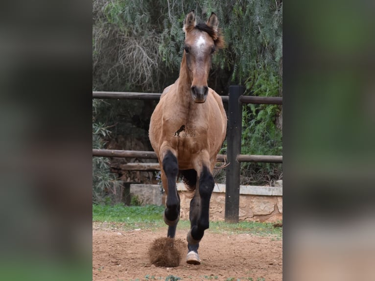 Andalusian Stallion 1 year 15,2 hh Gray in Mallorca