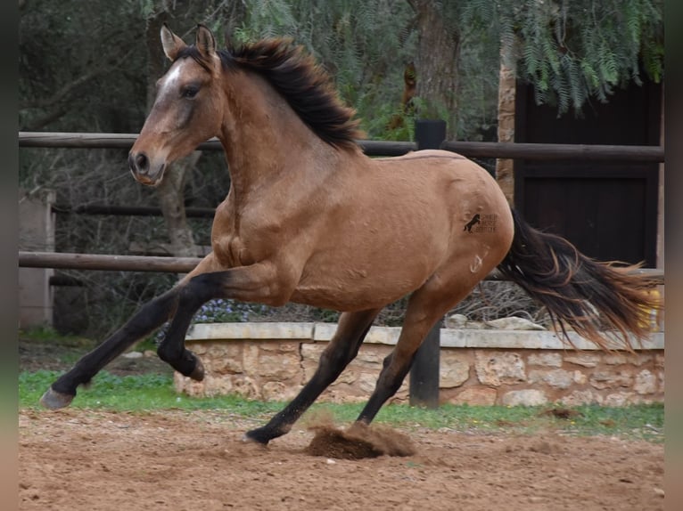 Andalusian Stallion 1 year 15,2 hh Gray in Mallorca