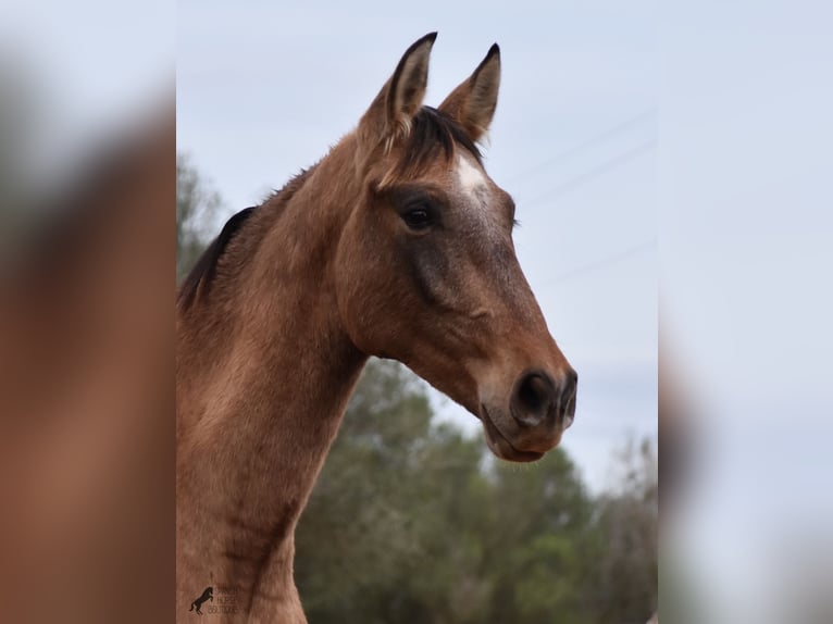 Andalusian Stallion 1 year 15,2 hh Gray in Mallorca