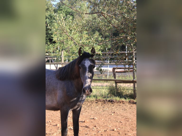 Andalusian Stallion 1 year 15.2 hh Grey in Felanitx