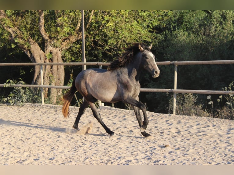 Andalusian Stallion 1 year 15.2 hh Grey in Felanitx