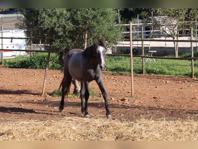 Andalusian Stallion 1 year 15.2 hh Grey in Felanitx