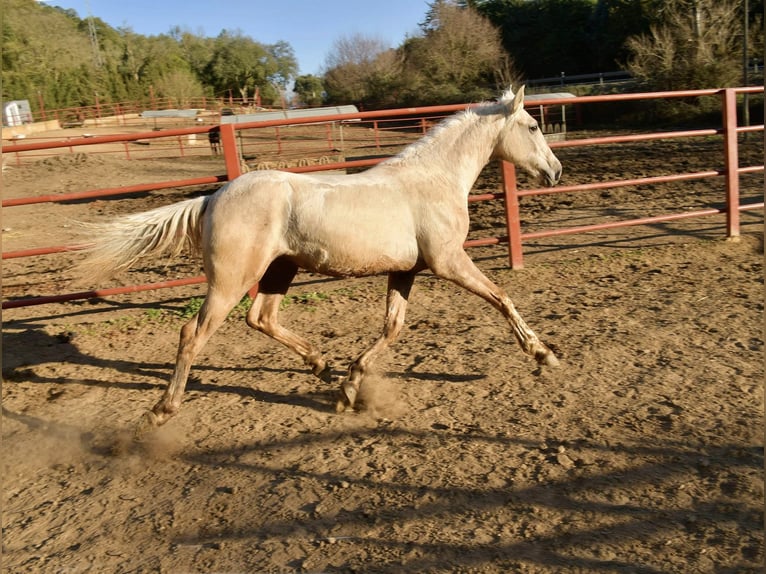 Andalusian Mix Stallion 1 year 15,2 hh Palomino in Galaroza