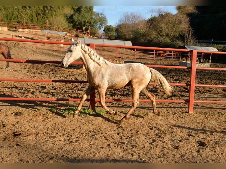 Andalusian Mix Stallion 1 year 15,2 hh Palomino in Galaroza