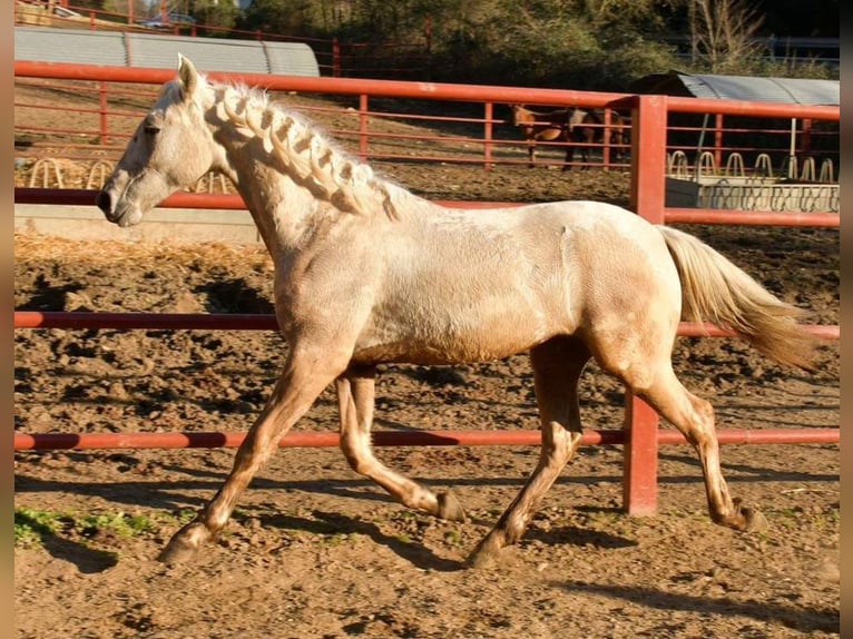 Andalusian Stallion 1 year 15,2 hh Palomino in Adelschlag