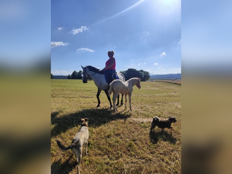 Andalusian Stallion 1 year 15,2 hh Perlino in Waldeck