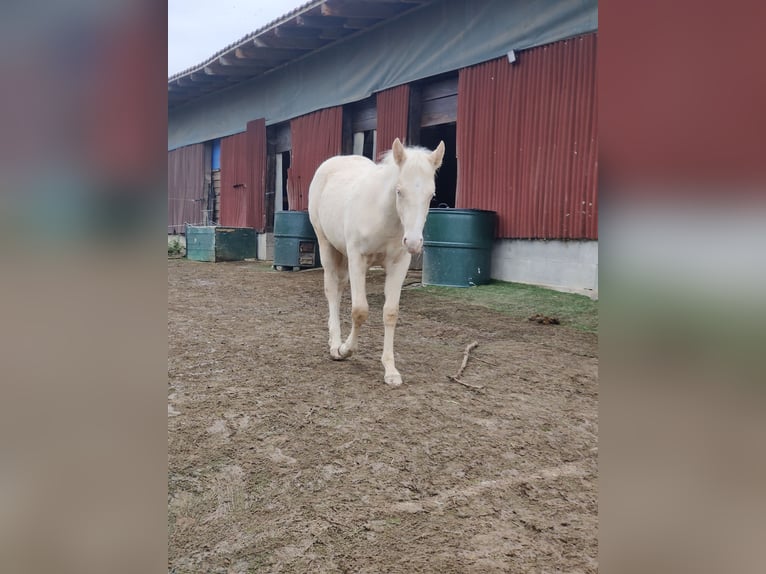 Andalusian Stallion 1 year 15,2 hh Perlino in Waldeck