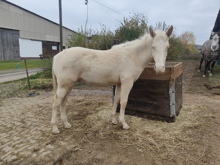 Andalusian Stallion 1 year 15,2 hh Perlino in Waldeck