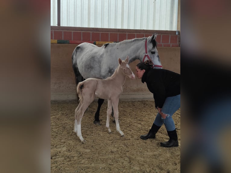 Andalusian Stallion 1 year 15,2 hh Perlino in Waldeck