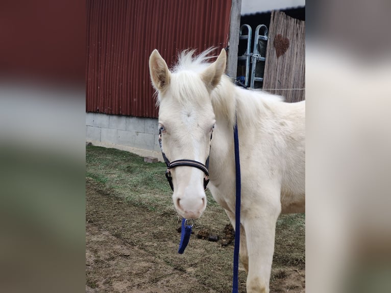 Andalusian Stallion 1 year 15,2 hh Perlino in Waldeck