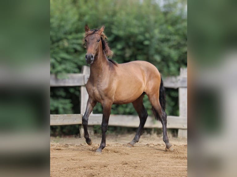 Andalusian Stallion 1 year 15,3 hh Brown in Rerik