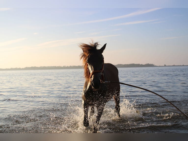 Andalusian Stallion 1 year 15,3 hh Brown in Rerik