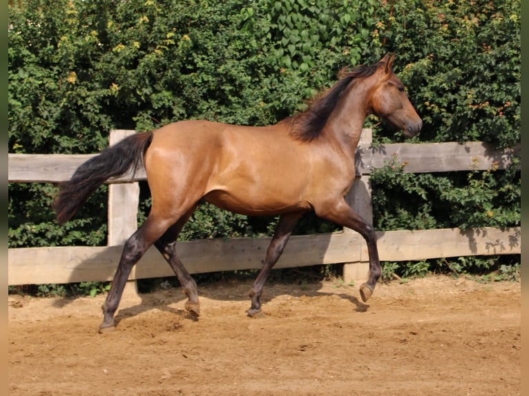 Andalusian Stallion 1 year 15,3 hh Brown in Rerik