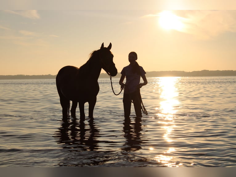 Andalusian Stallion 1 year 15,3 hh Brown in Rerik