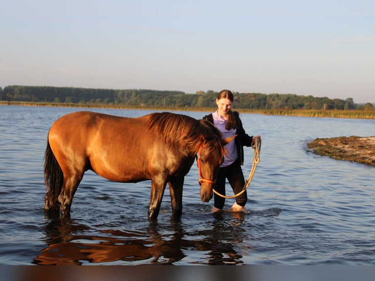 Andalusian Stallion 1 year 15,3 hh Brown in Rerik