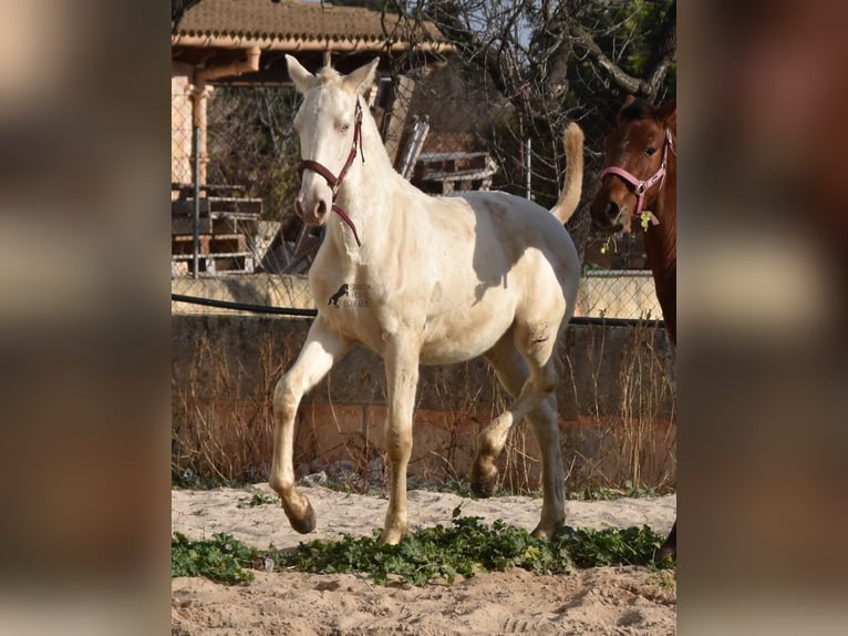 Andalusian Stallion 1 year 15,3 hh Perlino in Mallorca