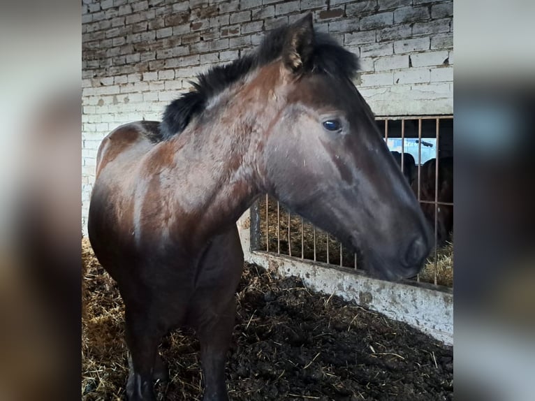 Andalusian Stallion 1 year 15,1 hh  in Almonte