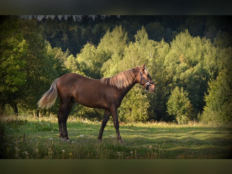 Andalusian Mix Stallion 1 year 15,2 hh Bay in Nowica