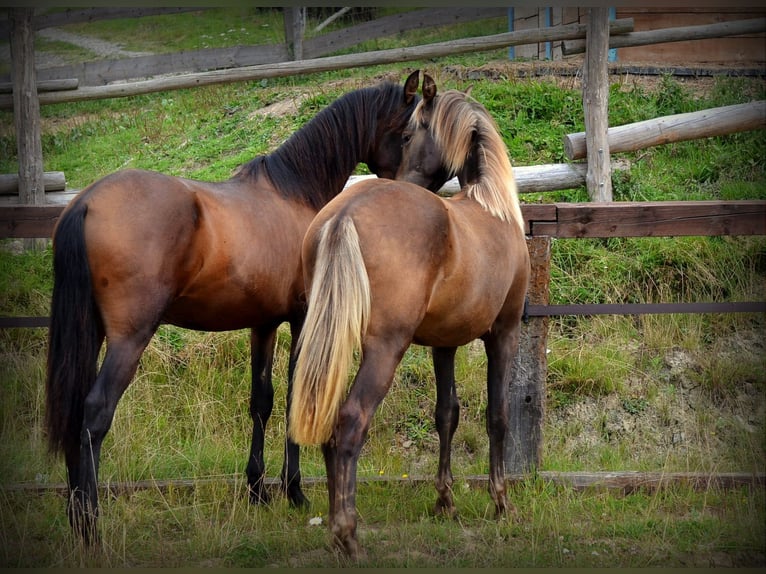 Andalusian Mix Stallion 1 year 15,2 hh Bay in Nowica