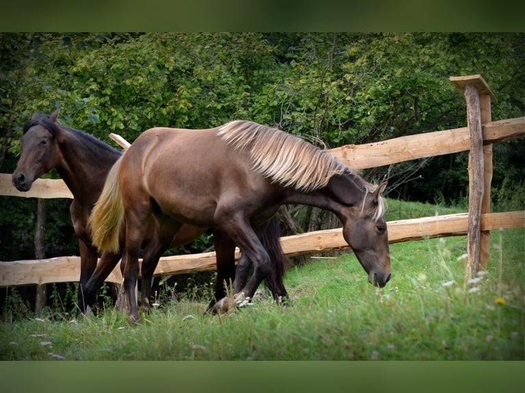 Andalusian Mix Stallion 1 year 15,2 hh Bay in Nowica