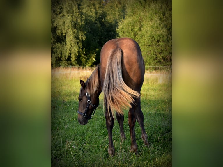 Andalusian Mix Stallion 1 year 15,2 hh Bay in Nowica