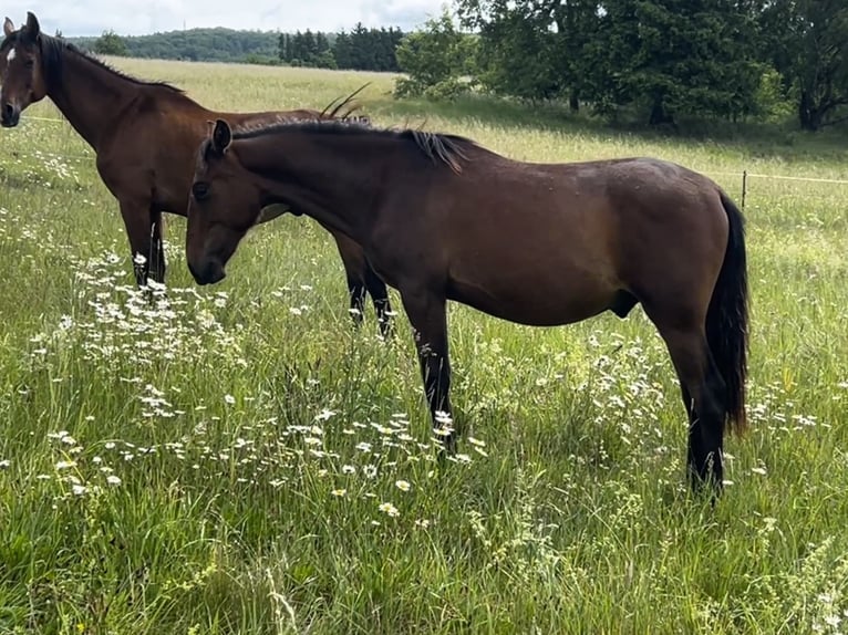 Andalusian Stallion 1 year 15,2 hh Brown in Ballenstedt