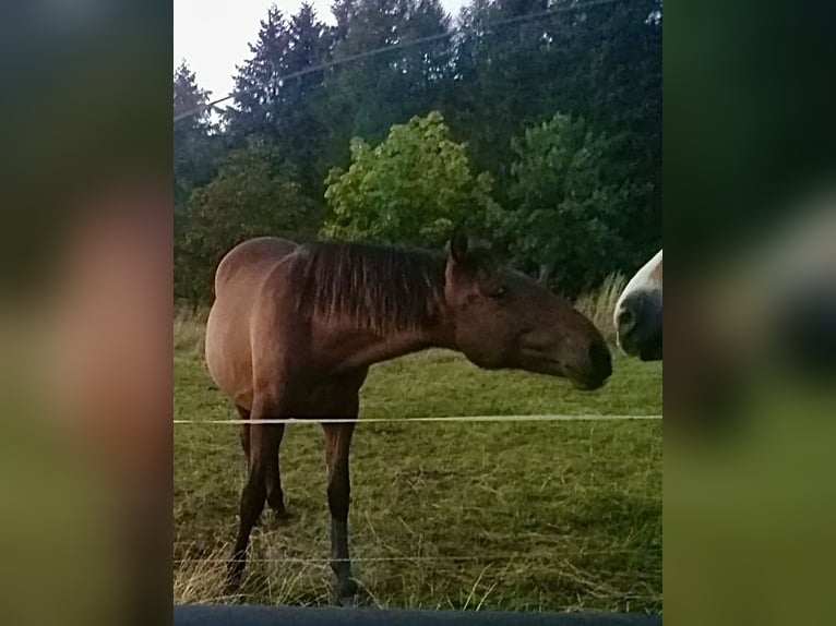 Andalusian Stallion 1 year 15,2 hh Brown in Ballenstedt