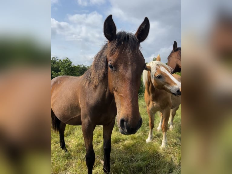 Andalusian Stallion 1 year 15,2 hh Brown in Ballenstedt