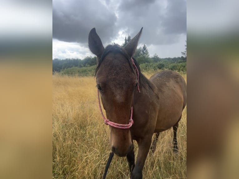 Andalusian Stallion 1 year 15,2 hh Brown in Ballenstedt