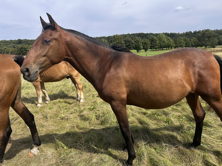 Andalusian Stallion 1 year 15,2 hh Brown in Ballenstedt