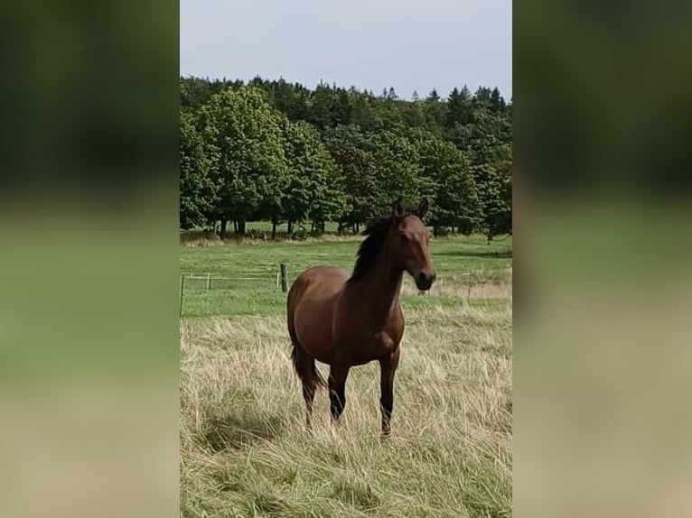 Andalusian Stallion 1 year 15,2 hh Brown in Ballenstedt