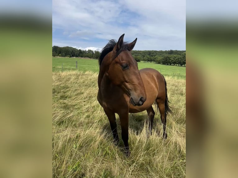 Andalusian Stallion 1 year 15,2 hh Brown in Ballenstedt