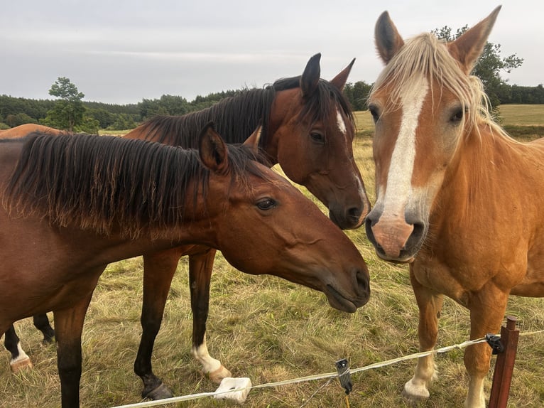 Andalusian Stallion 1 year 15,2 hh Brown in Ballenstedt