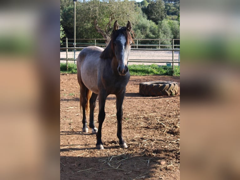 Andalusian Stallion 1 year 15,2 hh Grey in Felanitx