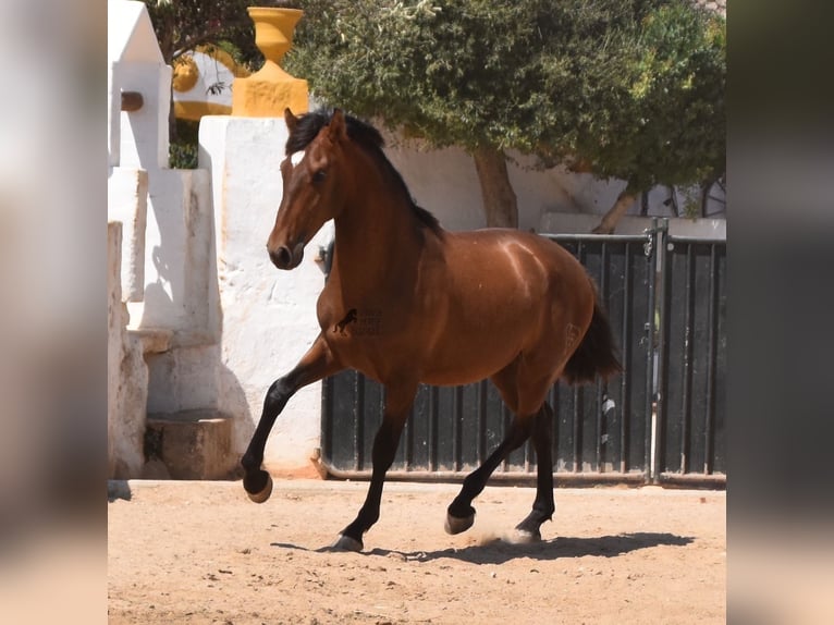 Andalusian Stallion 1 year 16,1 hh Brown in Menorca