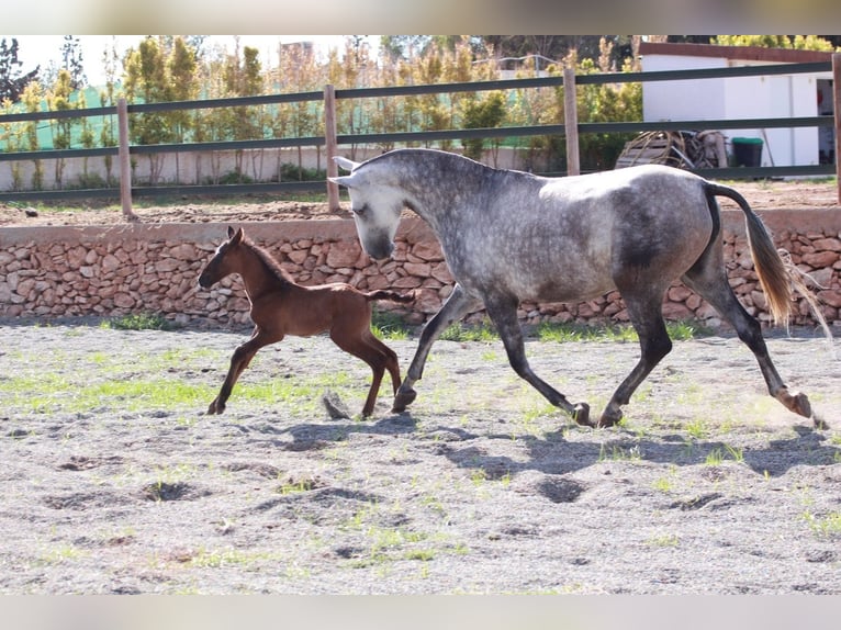 Andalusian Stallion 1 year 16 hh Bay in Valencia