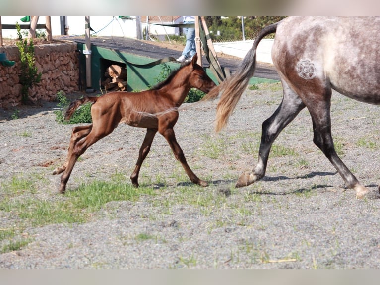 Andalusian Stallion 1 year 16 hh Bay in Valencia