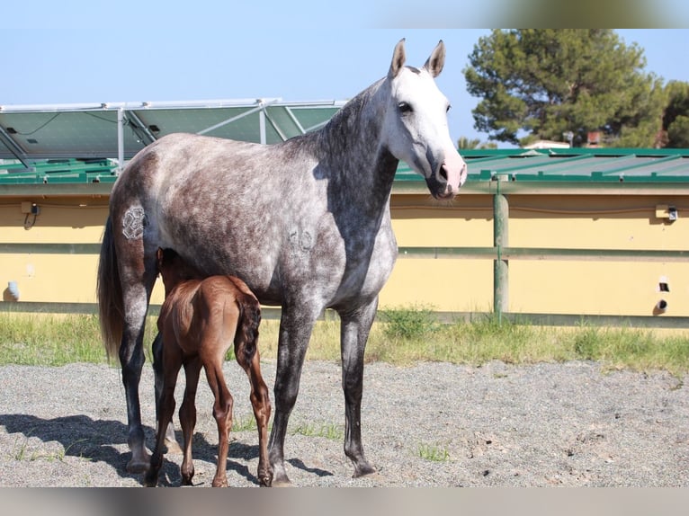 Andalusian Stallion 1 year 16 hh Bay in Valencia