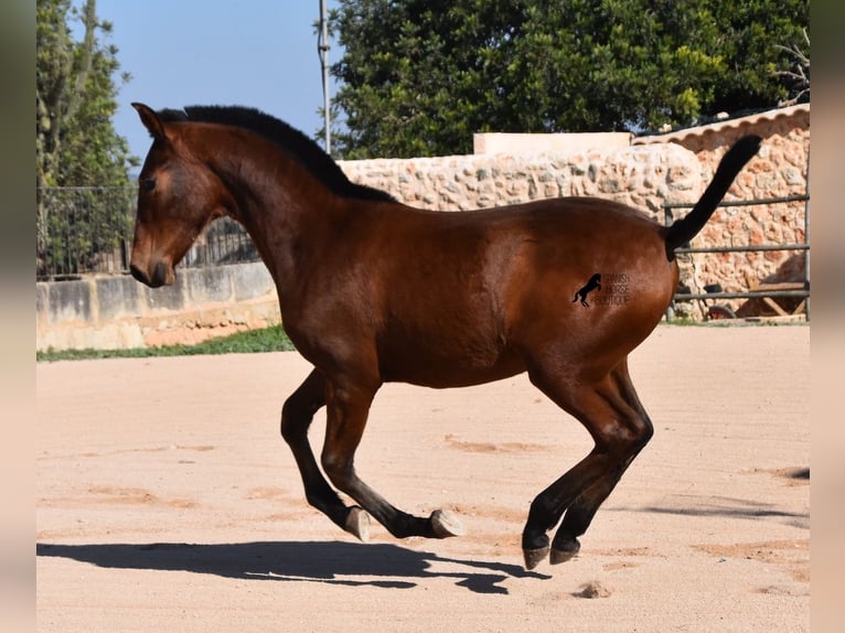 Andalusian Stallion 1 year 16 hh Brown in Mallorca