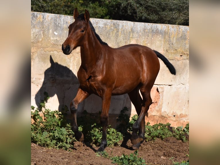 Andalusian Stallion 1 year 16 hh Brown in Mallorca
