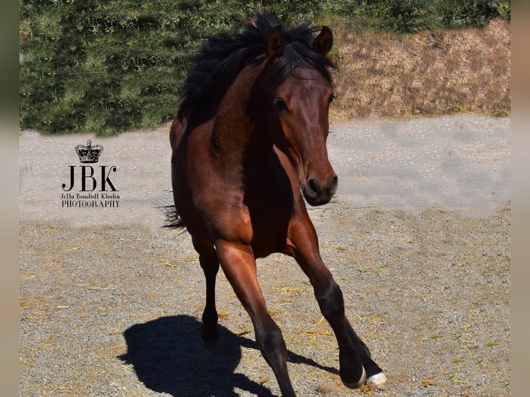 Andalusian Stallion 1 year 16 hh Brown in Tabernas Almeria