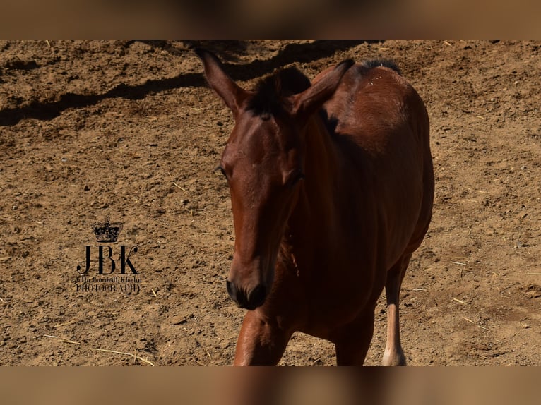 Andalusian Mix Stallion 1 year 16 hh Brown in Tabernas Almeria