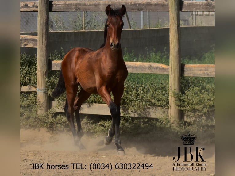 Andalusian Stallion 1 year 16 hh Brown in Tabernas Almeria