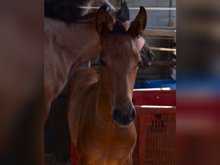 Andalusian Mix Stallion 1 year 16 hh Brown in Tabernas Almeria