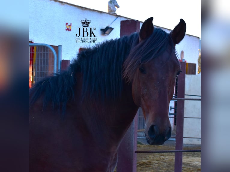 Andalusian Stallion 1 year 16 hh Brown in Tabernas Almeria