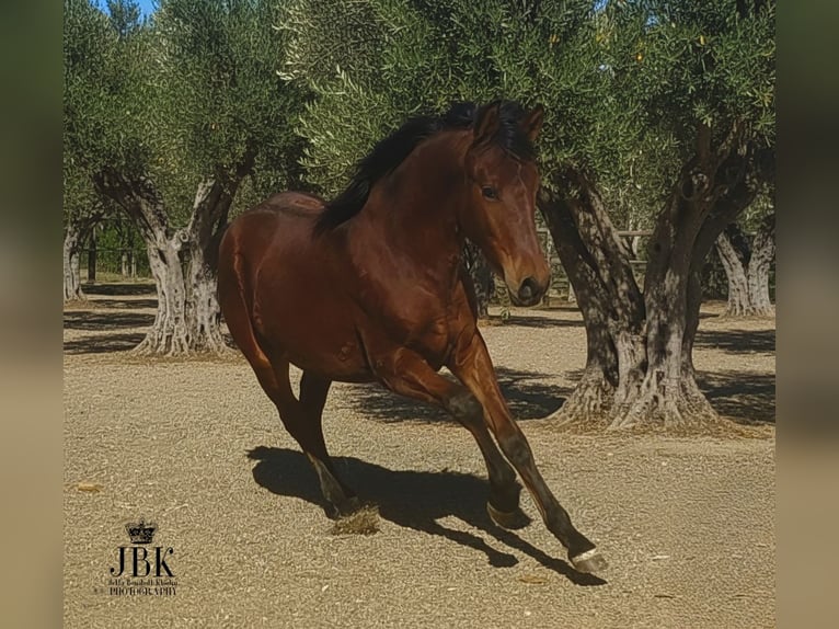 Andalusian Stallion 1 year 16 hh Brown in Tabernas Almeria